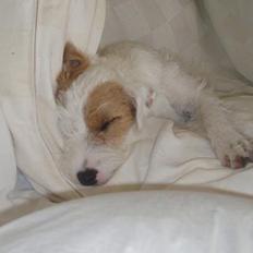 Parson russell terrier Safri