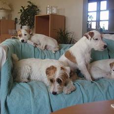 Parson russell terrier Safri