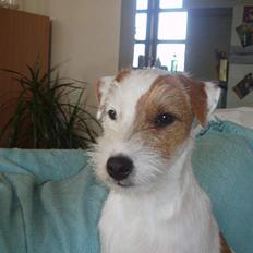 Parson russell terrier Anton