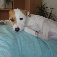 Blanding af racer Tyson