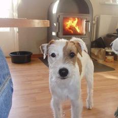 Parson russell terrier Anton