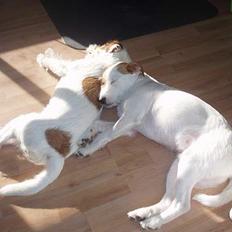 Blanding af racer Tyson