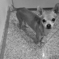 Chihuahua Samson