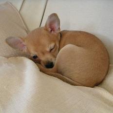 Chihuahua Samson