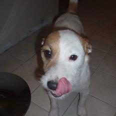 Blanding af racer Tyson