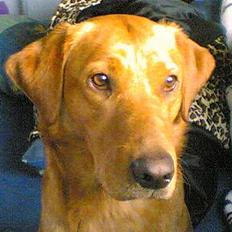 Labrador retriever Mika