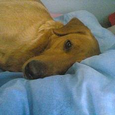 Labrador retriever Mika