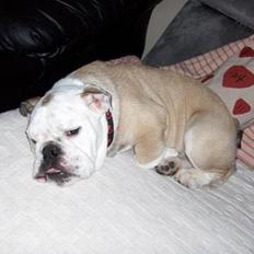 Engelsk bulldog Eddy