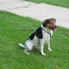 Dansk svensk gaardhund Kvik