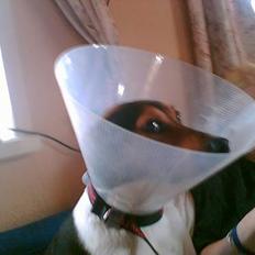 Dansk svensk gaardhund Kvik