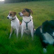 Dansk svensk gaardhund Kvik