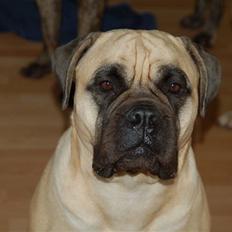 Bullmastiff  Danish Lilo