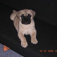 Bullmastiff  Danish Lilo