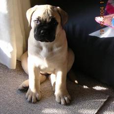 Bullmastiff  Danish Lilo