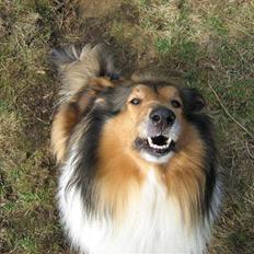 Collie langhåret Nelly (Nellepigen)