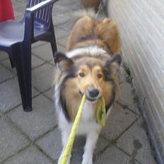 Collie langhåret Nelly (Nellepigen)