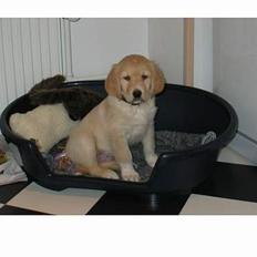 Golden retriever Mario