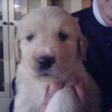 Golden retriever Mario