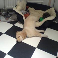 Golden retriever Mario