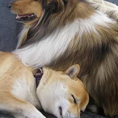 Shiba Shiko