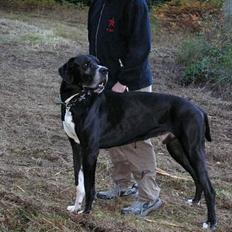 Grand danois Walder *(død)*