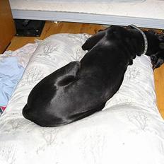 Grand danois Walder *(død)*