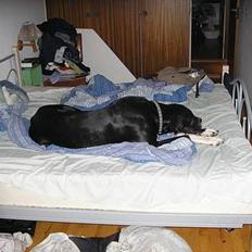 Grand danois Walder *(død)*