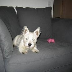 West highland white terrier Misti