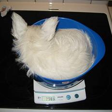 West highland white terrier Misti