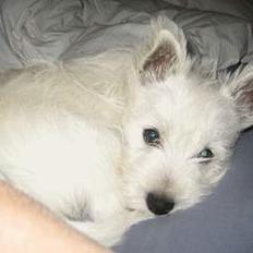 West highland white terrier Misti