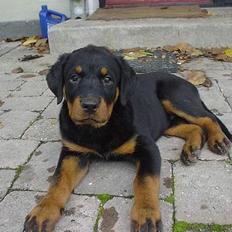 Rottweiler Nala