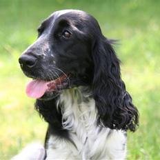 Cocker spaniel Freya
