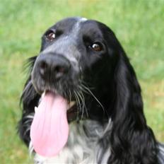 Cocker spaniel Freya