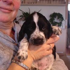 Cocker spaniel Freya