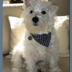 West highland white terrier Chewbacca