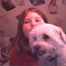 Coton de tulear Bella Banini