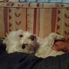 Coton de tulear Bella Banini