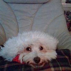 Coton de tulear Bella Banini