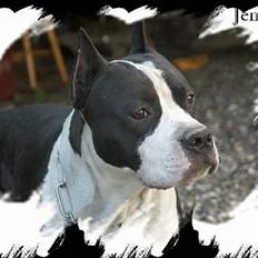 Amerikansk staffordshire terrier Buzz † 4. Oktober 2006 