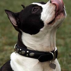 Amerikansk staffordshire terrier Buzz † 4. Oktober 2006 