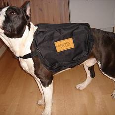 Amerikansk staffordshire terrier Buzz † 4. Oktober 2006 