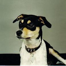 Dansk svensk gaardhund hans (død 29/4-2006) 