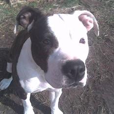 Amerikansk staffordshire terrier liegh