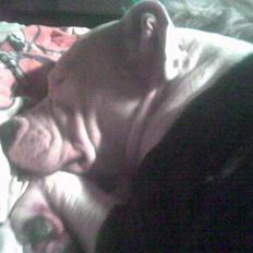 Amerikansk staffordshire terrier liegh