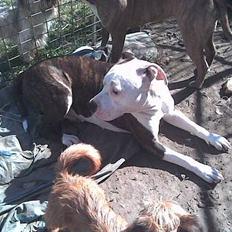 Amerikansk staffordshire terrier liegh