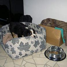 Berner sennenhund Hampus