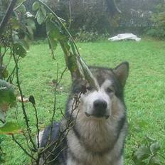 Alaskan malamute Unavoq's Dakotah Akiak