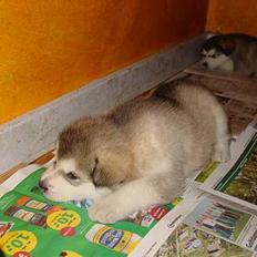 Alaskan malamute Unavoq's Dakotah Akiak