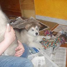 Alaskan malamute Unavoq's Dakotah Akiak