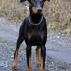 Dobermann Asja (Død) R.I.P
